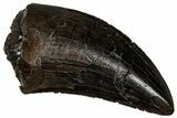 Serrated, Tyrannosaur (Nanotyrannus) Tooth - Montana #350386-1